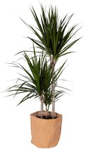 Kamerplant van Botanicly – Drakenboom met een kurk pot als set – Hoogte: 125 cm – Dracaena Marginata