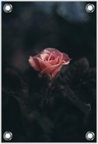 Tuinposter –Roze Roos– 40x60cm Foto op Tuinposter (wanddecoratie voor buiten en binnen)