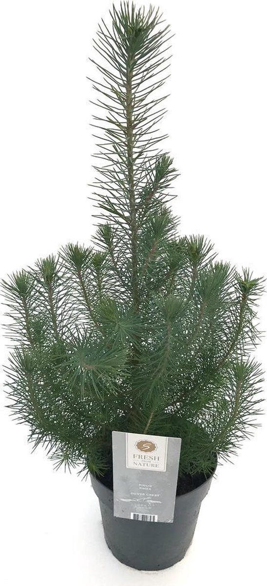 Pinus pinea silver crest описание