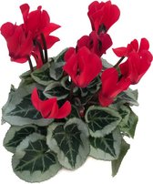 Cyclamen - rood - sterke bloeier - 20 cm hoog - potmaat 9 cm - 6 stuks