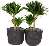 Kamerplanten van Botanicly – 2 × Drakenboom met een zwarte paper-look pot als set – Hoogte: 60 cm – Dracaena fragr. compacta