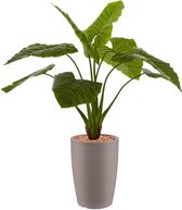 HTT - Kunstplant Philodendron in Genesis rond taupe H140 cm