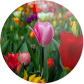 Tulpen | Wanddecoratie | 60CM x 60CM | Schilderij | Foto op plexiglas | natuur | Landschappen