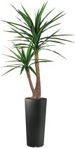 HTT - Kunstplant Yucca in Clou rond antraciet H185 cm