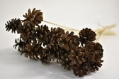 Noten, Fruit En Dennenappels - Pine Cone O/s 50cm 10pcs Bundle