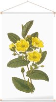 Hibbertia Aquarel (Hibbertia) - Foto op Textielposter - 40 x 60 cm