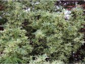 Acer palmatum 'Butterfly' - Japanse Esdoorn 60-70cm