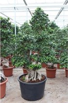 Ficus microcarpa 'Ginseng' - Bonsai 265-275cm