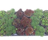 Sempervivum - Winterhard Vetplantje 3-7cm