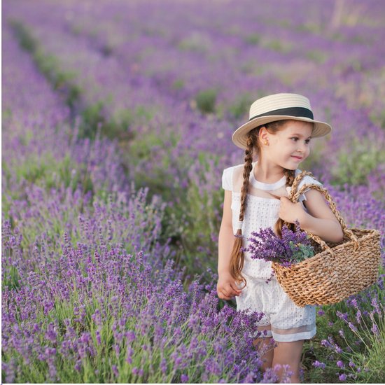 Lavande, 1x6 Pièces, Couleur Violet, Arbuste, Arbuste, Méditerranéen, 6 pack Lavande angustifolia - 6 x Ø7 cm - 15 cm