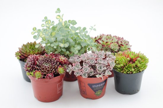 Ikhebeencactus | Rotsplanten | Winterharde buitenplanten | Rock deals | set van 5 stuks| Pot 8,5 cm | Mooi op kleur!