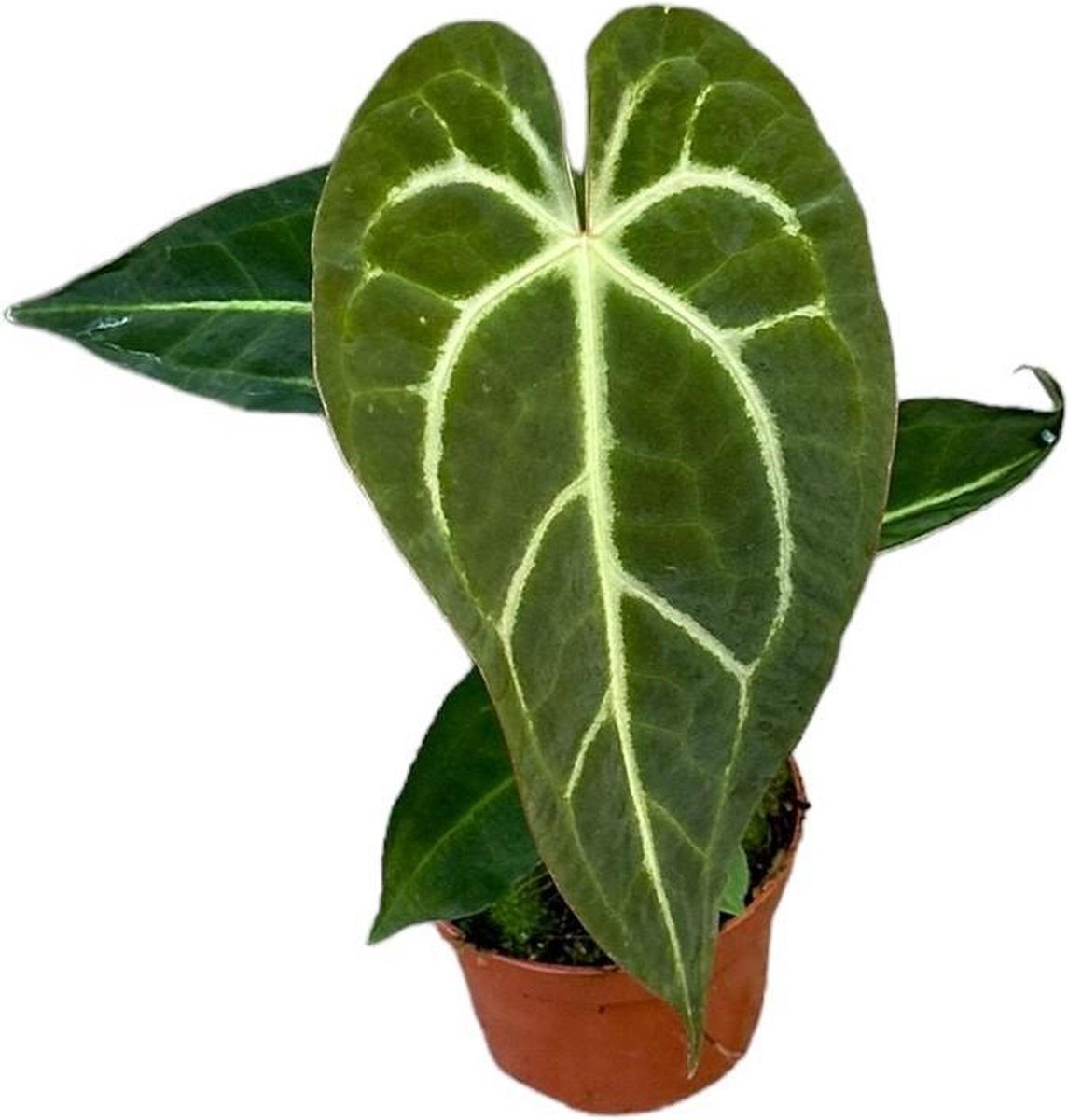 Green Harmony - Anthurium Regale X Magnificum - Ø10,5cm - 15cm
