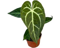 Green Harmony - Anthurium Regale X Magnificum - Ø10,5cm - 15cm