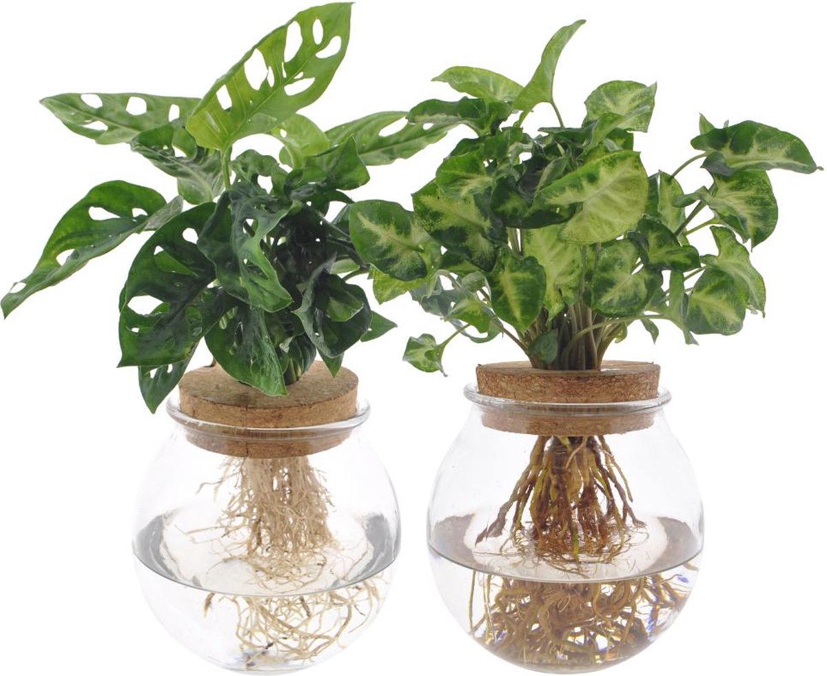 Green Harmony - Bolglas Duo Monstera Adansonii/Syngonium Green - 2 stuks - Ø12cm - 12-30cm