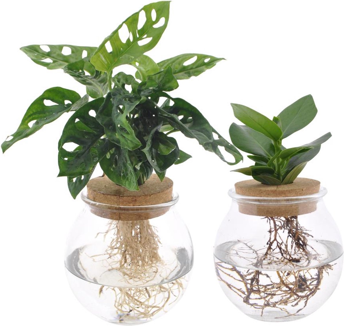 Green Harmony - Bolglas Duo Monstera Adansonii/Clusia - 2 stuks - Ø12cm - 30 cm