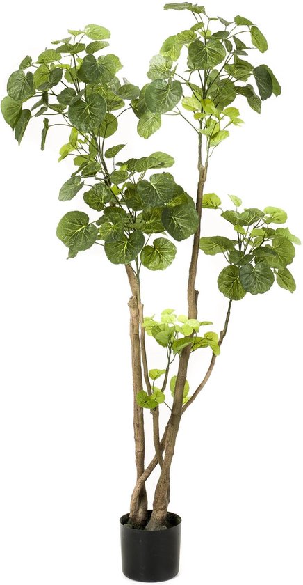 Leverans Konstgjord Vaxt Polyscias Aralia 140 Cm
