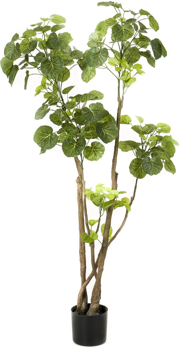 Kunstplant - Polyscias - Aralia - 140 cm