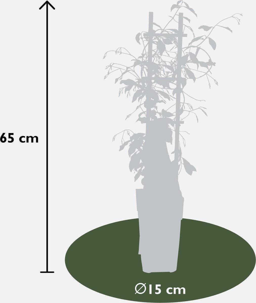 3x - Trachelospermum Mix - ↨65cm - Ø15