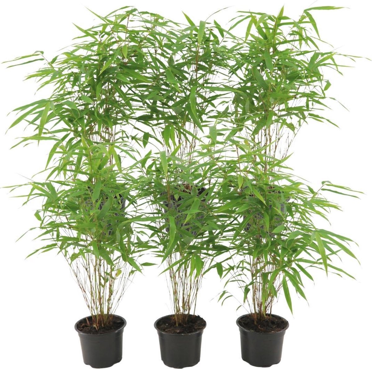 Tuinplantenshop.com | Fargesia Rufa - Bamboe | 6 stuks - Ø12cm - 25cm hoog - Tuinplant - Multideal