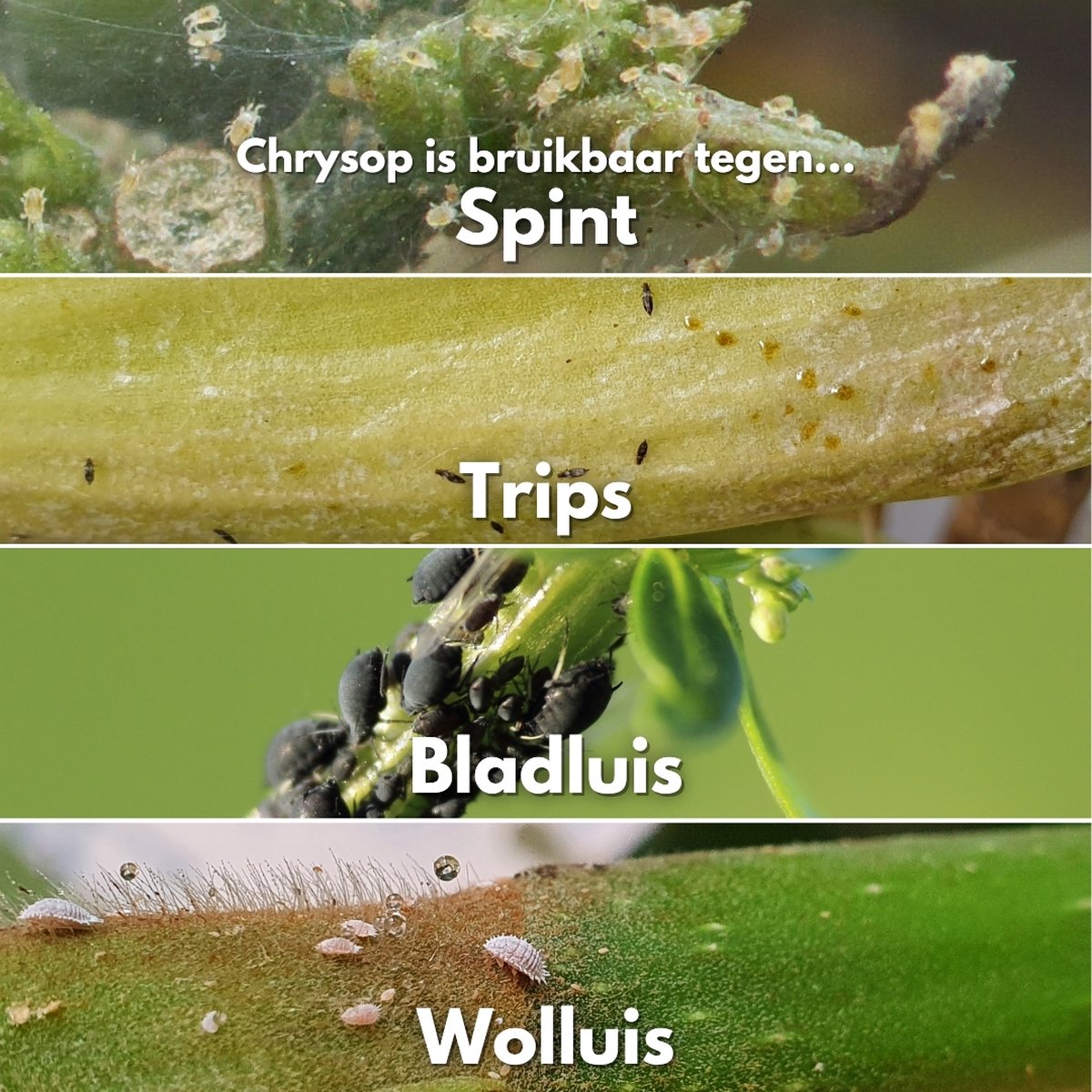 Biogrowi Chrysop - Spint trips bladluis en wolluis bestrijden kamerplanten  - 20... | bol