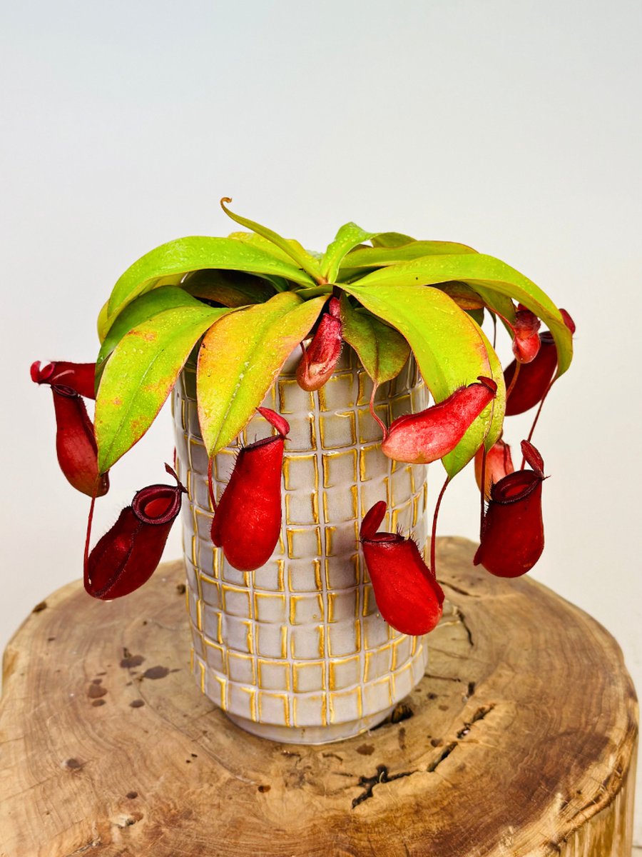 Bekerplant "Nepenthes Bloody Mary" incl. plantenpot Jakob 'Soft Jade" | Complete set (worden samen geleverd) | Plaats bij aankomst jouw vleesetende plant in de pot en geniet meteen