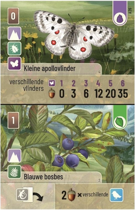 Kleine apollvlinder met rode stippen boven bosbessenstruiken.