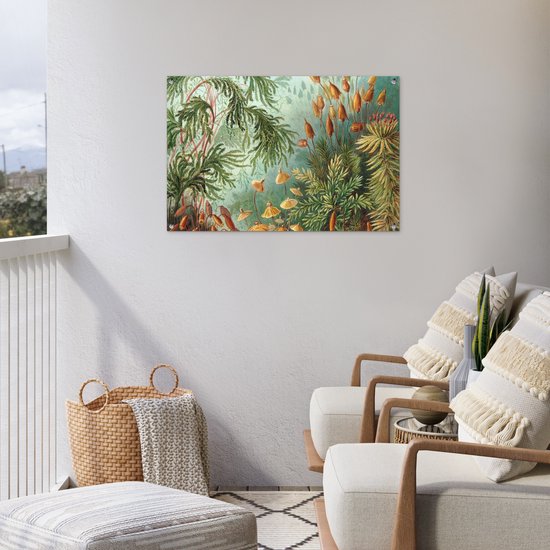 Posters de jardin extérieur Maîtres anciens - Art - Muscinae - Haeckel - 90x60 cm - Toile de jardin - Affiche extérieure
