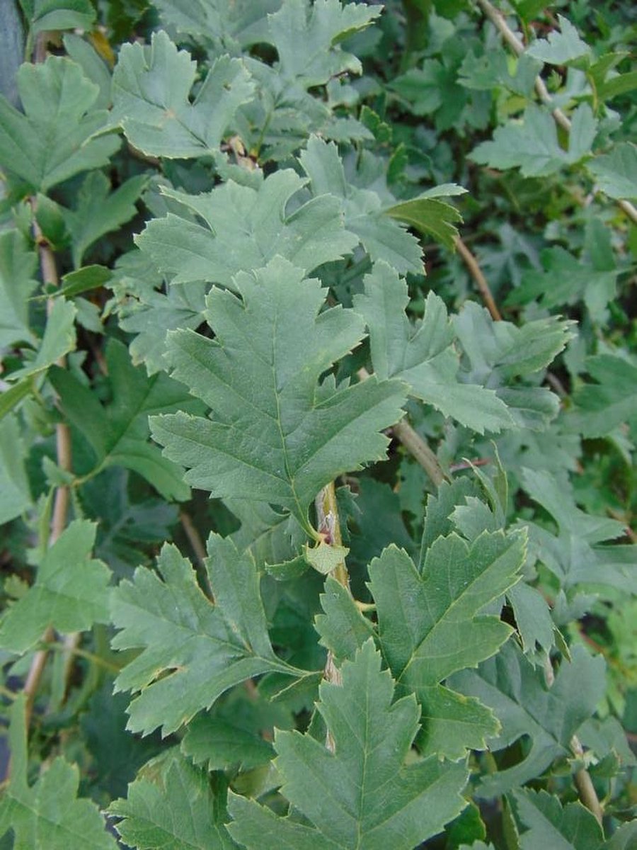 Meidoorn 40-60 cm (in pot) - Crataegus monogyna - Ø17 cm - inheemse plant - rode bessen voor vogels - natuurlijke beveiliging dankzij doorns
