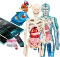 Model van een skelet met organen, hart, bloedvaten, tanden en studiemateriaal.