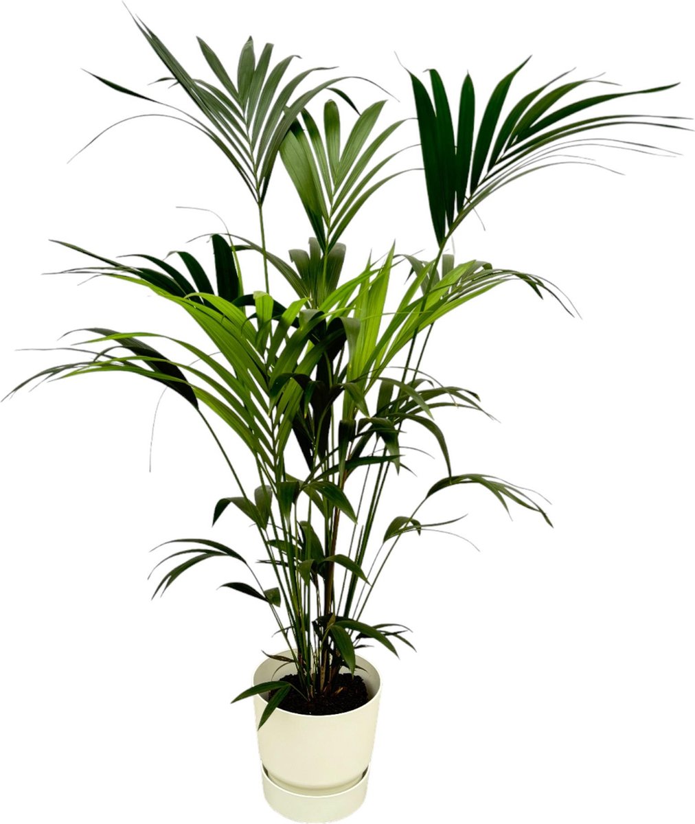 Plantenboetiek.nl | Kentia palm inclusief elho Greenville Round wit - Ø30cm - 150-160cm hoog - Kamerplant - Complete set - Plant met pot