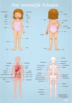 Poster menselijk lichaam vrouwelijk 70cm x 100cm - Kinderkamer accessoires decoratie - Educatieve Posters Leerzaam