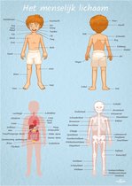 Poster menselijk lichaam mannelijk 30cm x 40cm - Kinderkamer accessoires decoratie - Educatieve Posters Leerzaam
