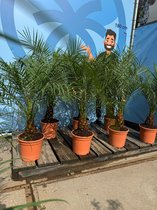 Sunny Tree Palmboom - Phoenix Roebelenii - Dwergdadelpalm - Kamerplant - 120 cm