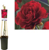 Klimroos Helder Rood, Rosa 'Paul's Scarlet Climber' - Ø17cm - 75cm