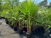 Sunny Tree Palmboom - Washingtonia Robusta - Mexicaanse Waaijerpalm - 140 cm - Buitenplant