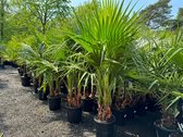Sunny Tree - Palmboom - Washingtonia Robusta Multistam - Mexicaanse Waaijerpalm - 140 cm - Buitenplant