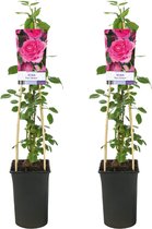 Plantenboetiek.nl | Rosa Pink Climber - Klimroos | 2 stuks - Ø17cm - 75cm hoog - Tuinplant - Multideal