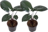 Plantenboetiek.nl | Alocasia Choclate Green | 2 stuks - Ø12cm - 27cm hoog - Kamerplant - Groenblijvend - Multideal