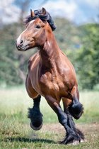 Trekpaarden TW19 - Poster - Ton van der Weerden - 70 x 100 cm