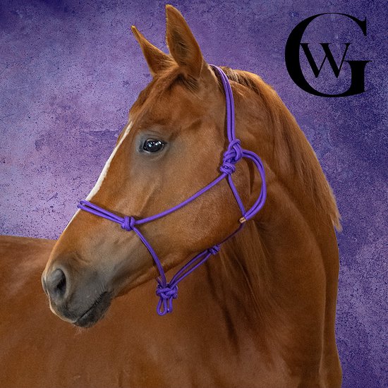 Bruin paard met een paars touwhalster, gedetailleerde opname.