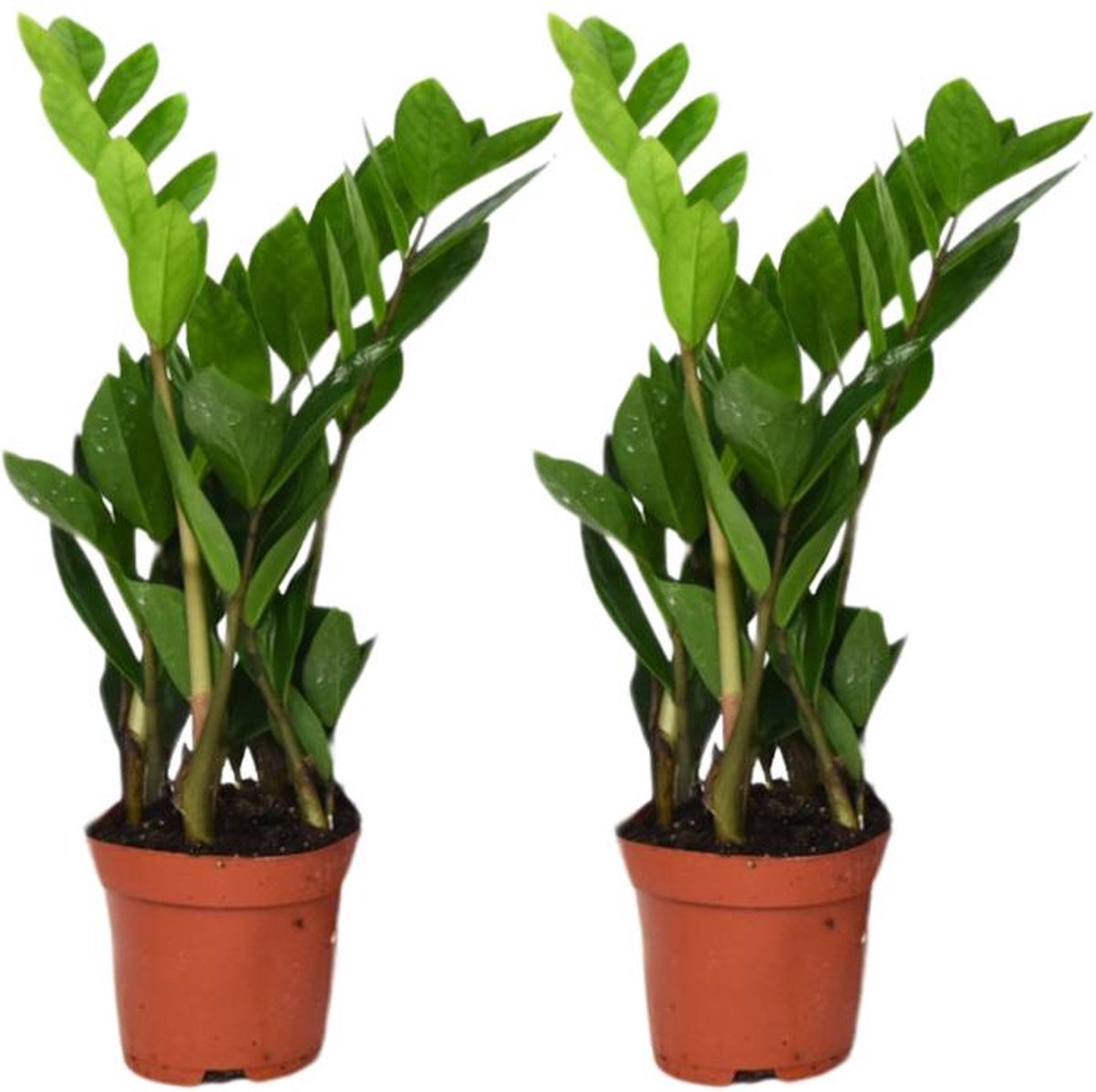 Zamioculcas Zamiifolia set van 2 Planten-40cm -Ø12 Groene Kamerplant