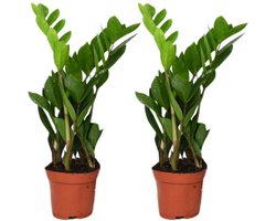 Zamioculcas Zamiifolia set van 2 Planten-40cm -Ø12 Groene Kamerplant