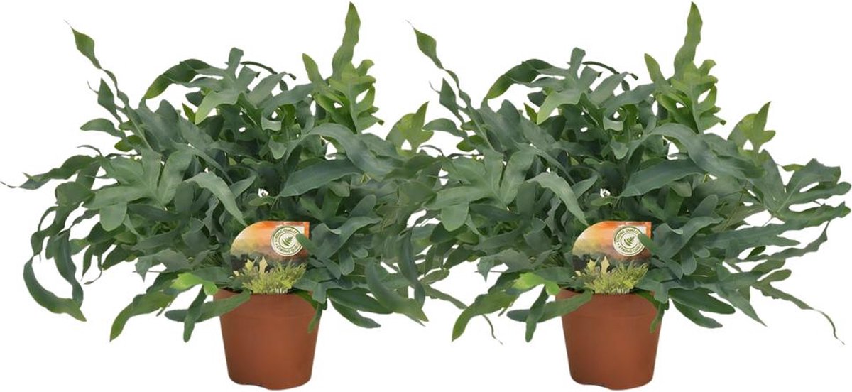 Phlebodium Blue Star - Set van 2 -60cm -Ø17 Groene Kamerplant
