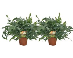 Phlebodium Blue Star - Set van 2 -60cm -Ø17 Groene Kamerplant