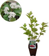 Viburnum opulus 'Compactum' | Gelderse roos | Biologisch verteerbare pot | Tuinplanten | Winterhard