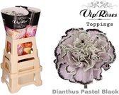 DutchFlowers - Boeket - 20x Dianthus pastel black 60cm