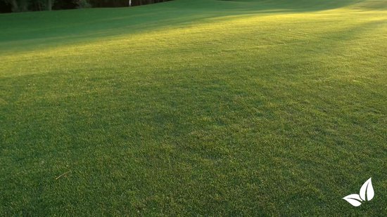 Gazonmest All-In-One (20kg, 400m2) - Voor een Diepgroen Sterk Gazon Zonder Mos en Onkruid - Gazonmeststof - Gazon Kalk - Meststof Gazon - Gras Mest - Bodemverbeteraar - Organifer