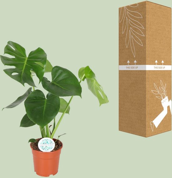La Plante à Trous, Plante d'Intérieur Verte, Tropicale, Monstera Deliciosa - Plante à Trous - 65cm - Ø21
