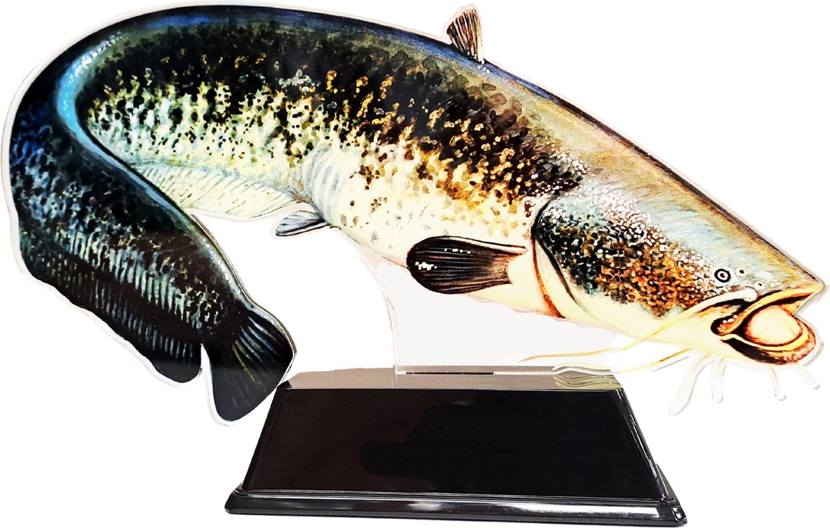 Vistrofee Real Fish Meerval 17 cm Prijs Trofee Meervalwedstrijd Viswedstrijd Vis Visprijs Visprijzen