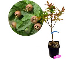 Mespilus Germanica 'Westerveld', Mispel, 5 liter pot
